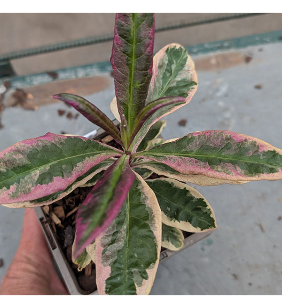 Phlox paniculata Olympus (1lt)