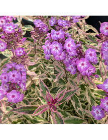 Phlox paniculata Olympus (0.8lt)