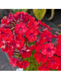 Phlox paniculata Orange Perfection  (1lt)