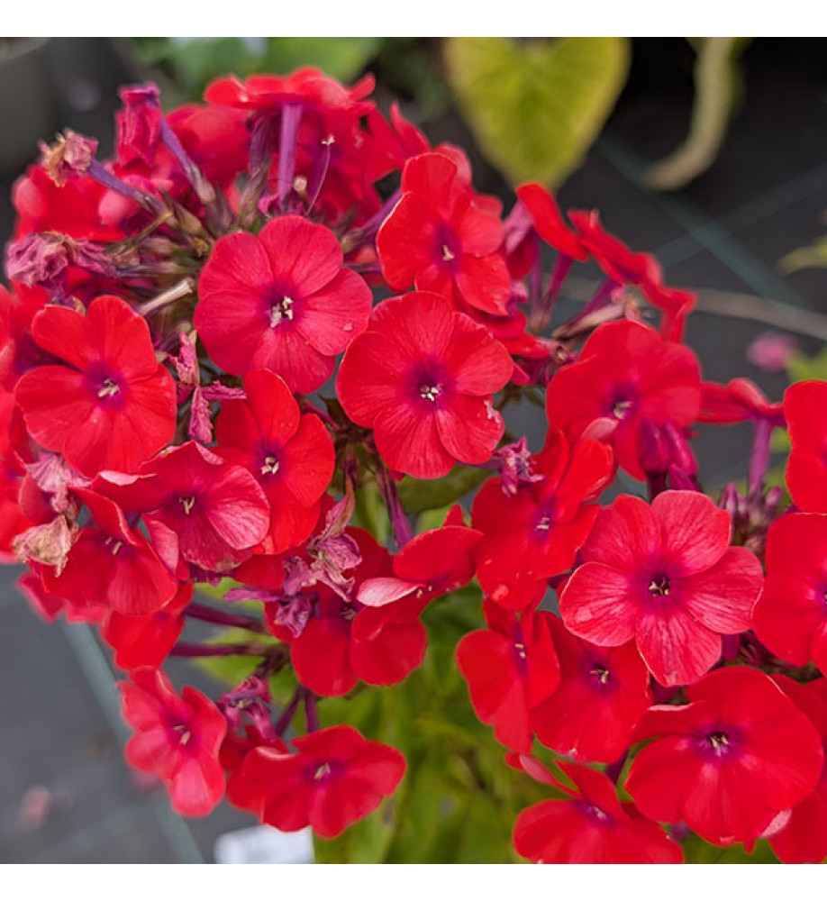 Phlox paniculata Orange Perfection  (1lt)
