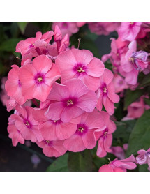 Phlox paniculata Sweet Summer Pink (1.5lt)