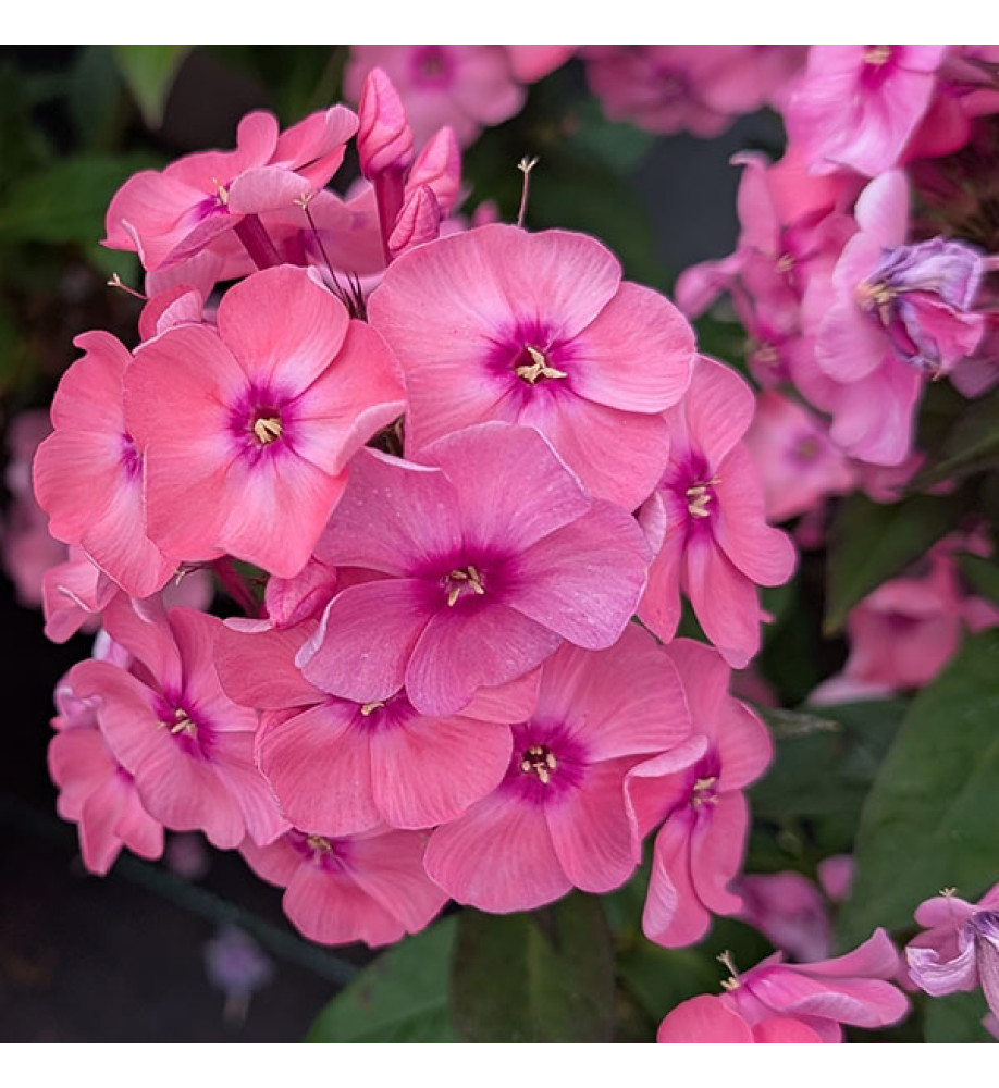 Phlox paniculata Sweet Summer Pink (1.5lt)