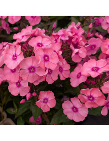 Phlox paniculata Sweet Summer Pink (1.5lt)