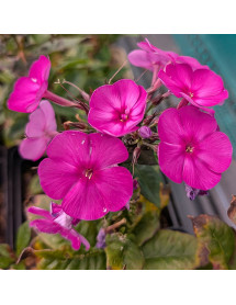 Phlox paniculata Sweet Summer Purple (1.5lt)