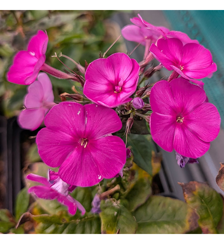 Phlox paniculata Sweet Summer Purple (1.5lt)