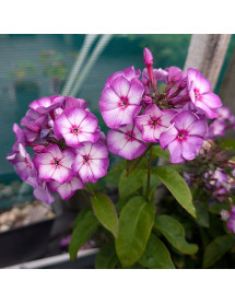 Phlox paniculata Sweet Summer Purple Bicolour (1.5lt)