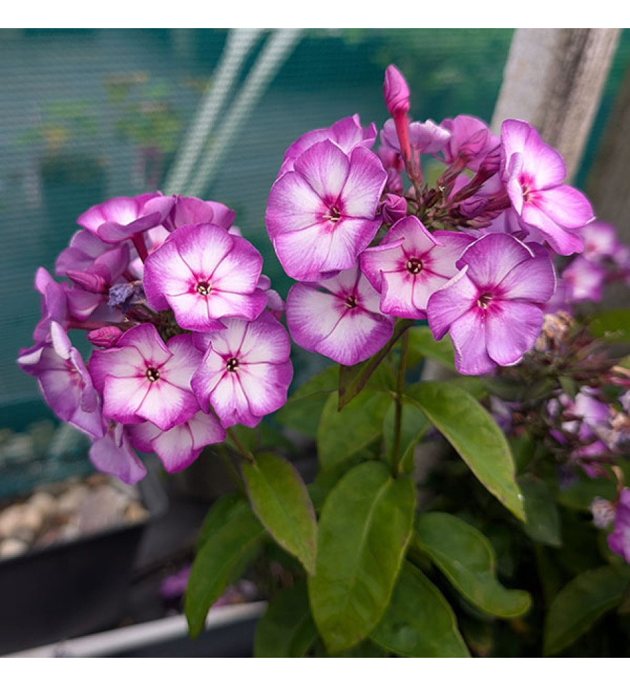 Phlox paniculata Sweet Summer Purple Bicolour (1.5lt)