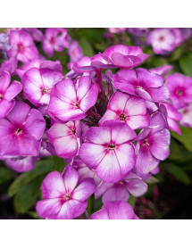 Phlox paniculata Sweet Summer Purple Bicolour (1.5lt)