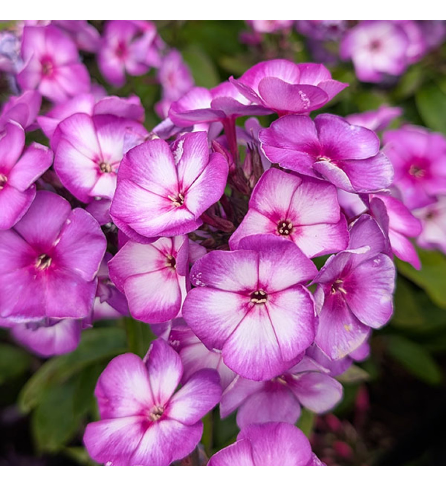 Phlox paniculata Sweet Summer Purple Bicolour (1.5lt)