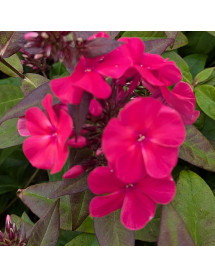 Phlox paniculata Sweet Summer Red (1.5lt)