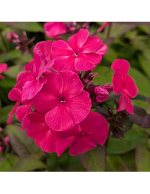 Phlox paniculata Sweet Summer Red (1.5lt)