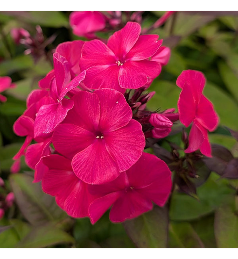 Phlox paniculata Sweet Summer Red (1.5lt)