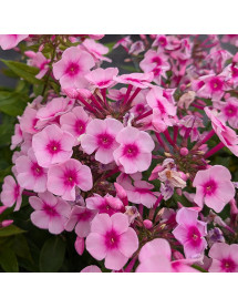 Phlox paniculata Sweet Summer Rose (1.5lt)