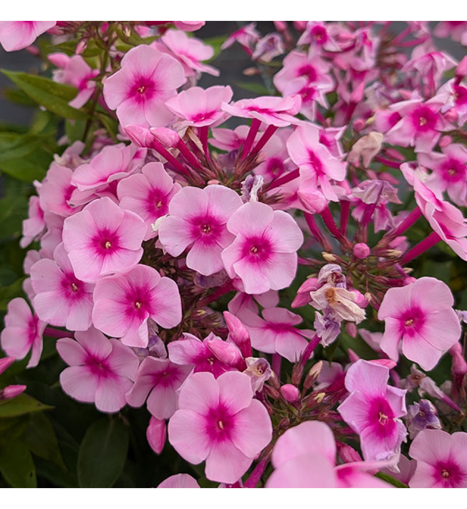 Phlox paniculata Sweet Summer Rose (1.5lt)