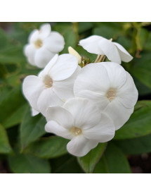 Phlox paniculata Sweet White (1.5lt)