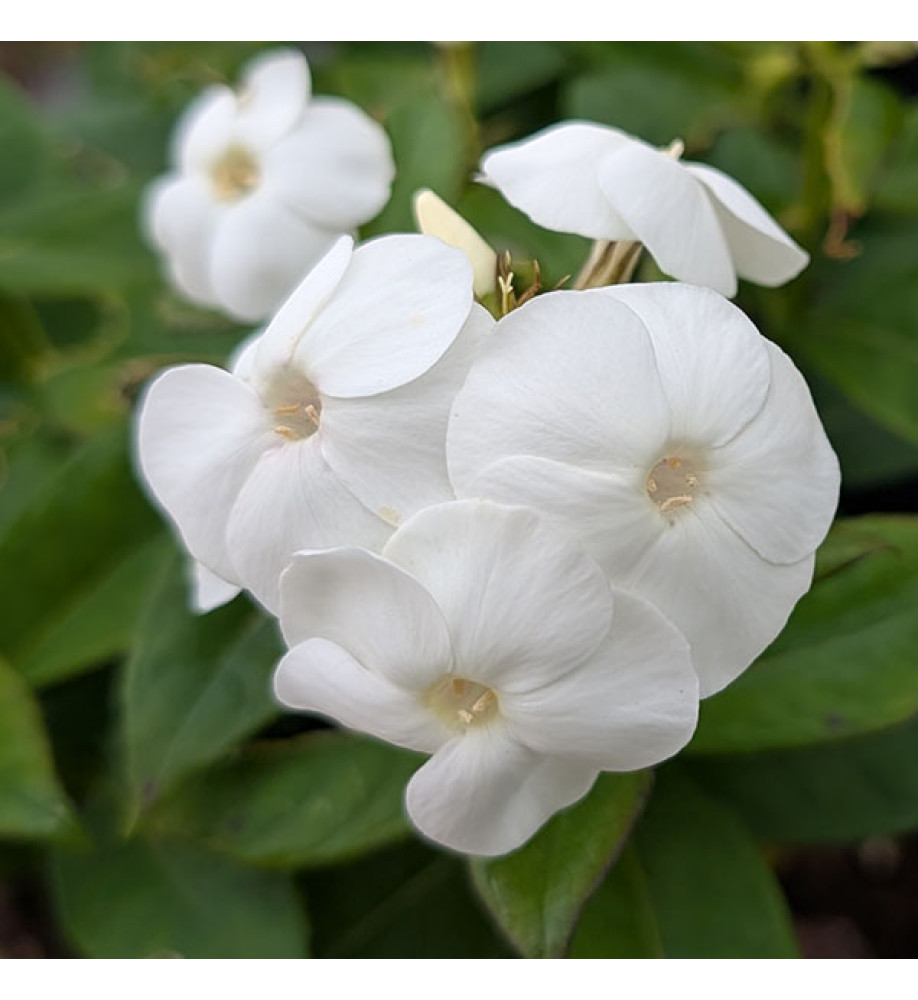 Phlox paniculata Sweet White (1.5lt)