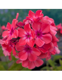 Phlox paniculata Windsor (1lt)