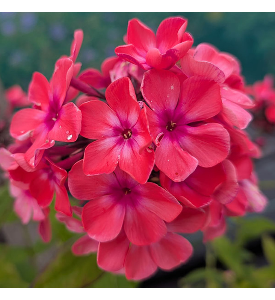 Phlox paniculata Windsor (1lt)