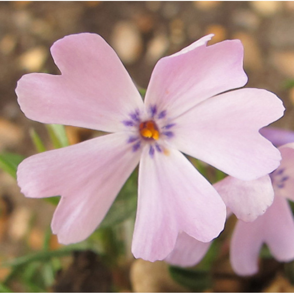 Phlox subulata Emerald Cushion Blue (9cm) Phlox subulata Emerald Cushion Blue (9cm)