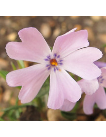 Phlox subulata Emerald Cushion Blue (9cm)