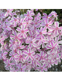 Phlox subulata Tamaongalei (Candy Stripes/Kimono) (1lt)