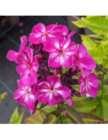 Phlox paniculata Sweet Summer Violet (1.5lt)