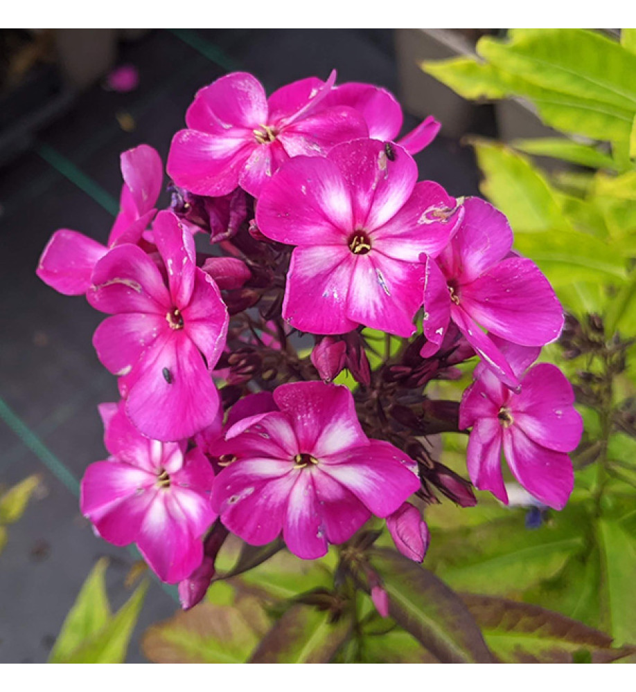 Phlox paniculata Sweet Summer Violet (1.5lt)