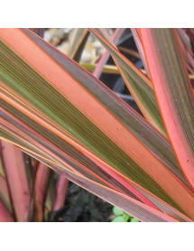 Phormium Rainbow Queen (7.5lt)