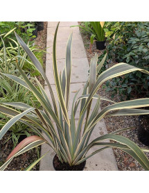 Phormium Alison Blackman (5lt)