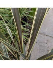 Phormium Alison Blackman (5lt) Phormium Alison Blackman (5lt)