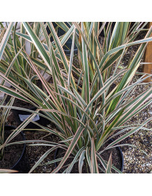 Phormium Gold Ray (7.5lt)