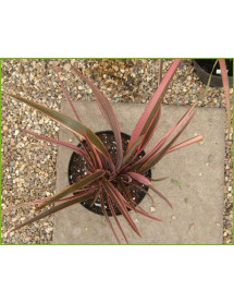Phormium Rainbow Queen (7.5lt)
