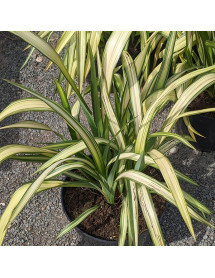 Phormium Yellow Wave (2lt) Phormium Yellow Wave (2lt)