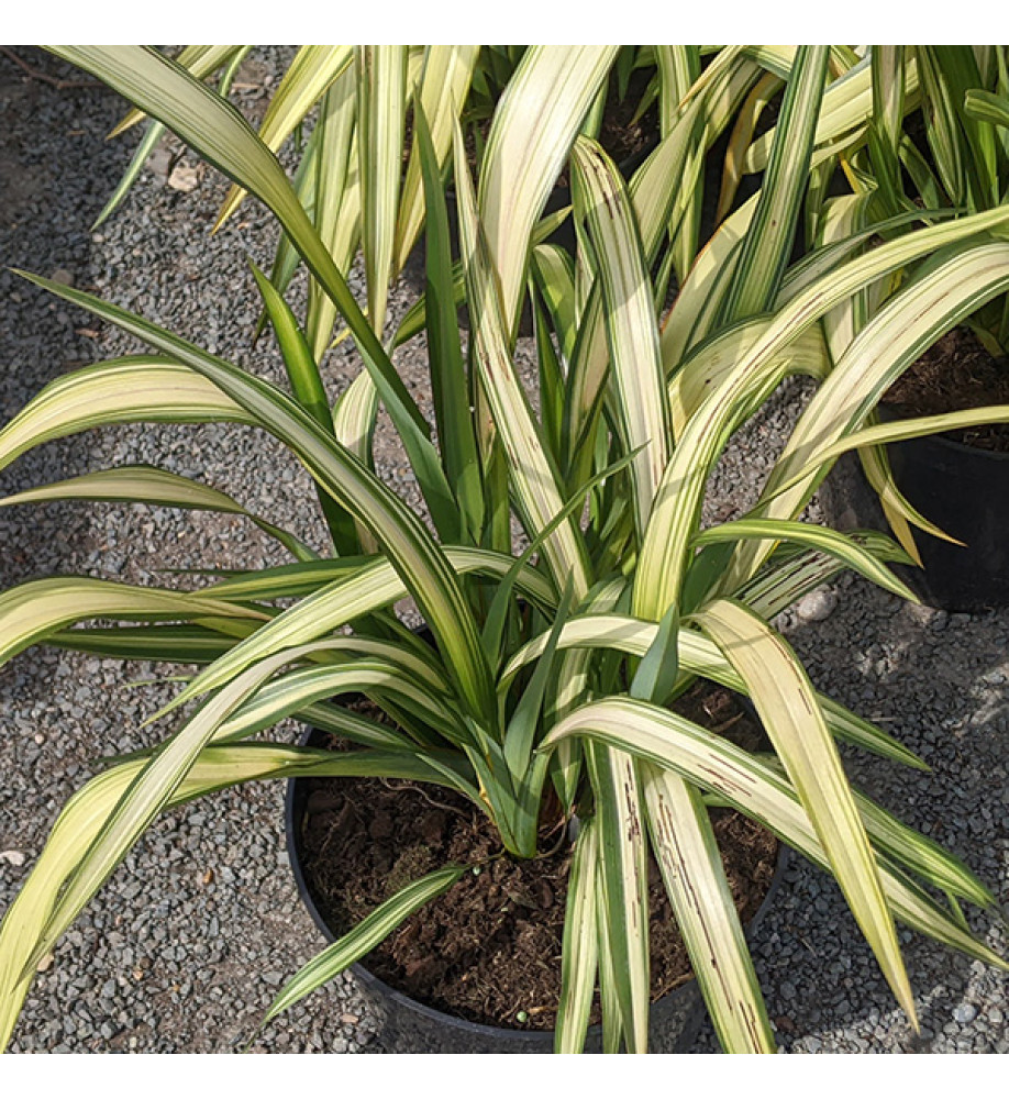 Phormium Yellow Wave (2lt)