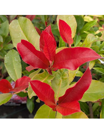 Photinia x fraseri Canivily (3lt) Photinia x fraseri Canivily (3lt)