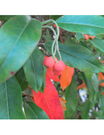 Photinia davidiana (10lt) Photinia davidiana (10lt)