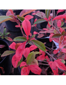 Photinia davidiana (10lt)