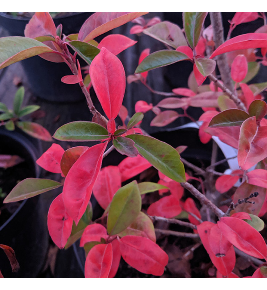 Photinia davidiana (3lt)
