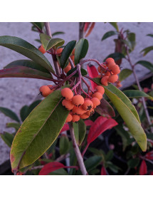 Photinia davidiana (10lt)