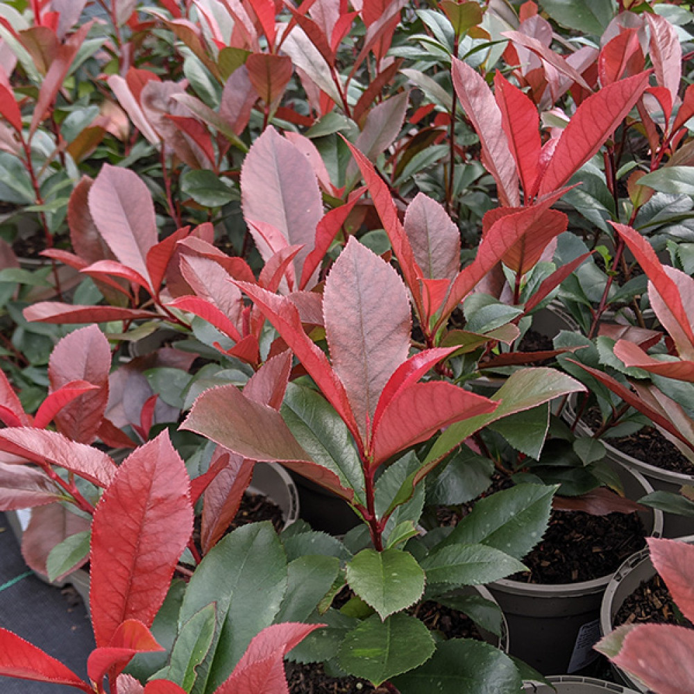 Photinia x fraseri Carre Rouge (2lt)