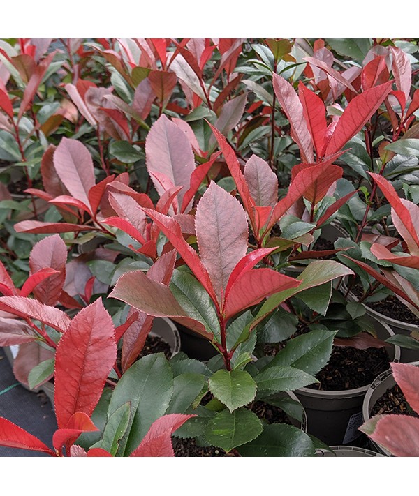 Photinia x fraseri Carre Rouge (3lt)