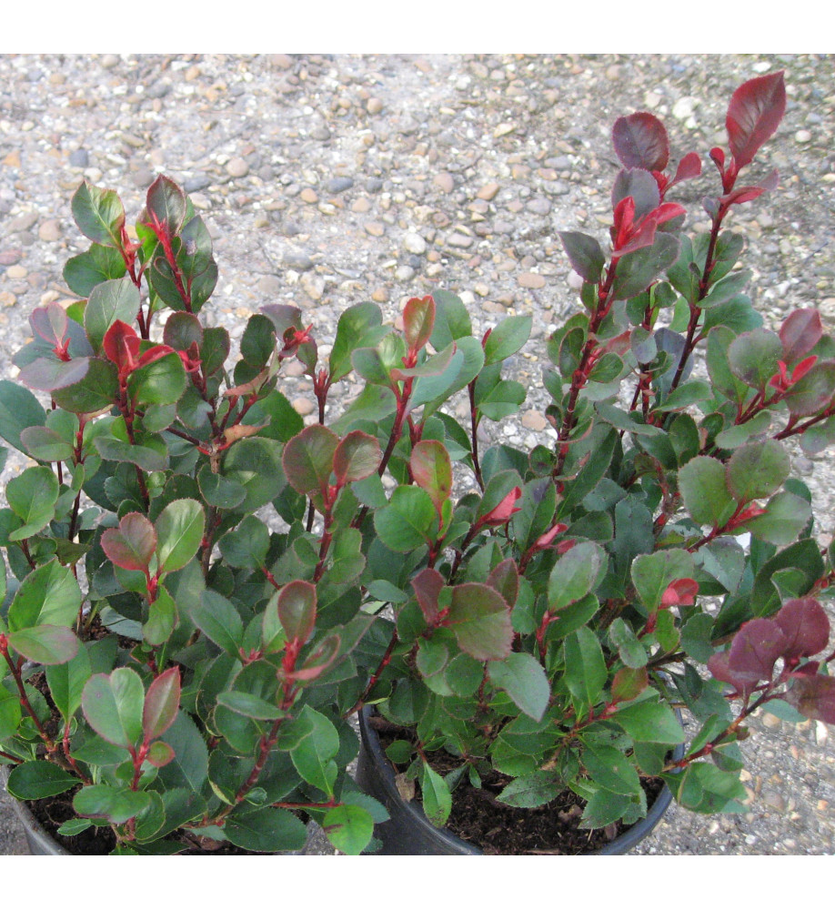 Photinia x fraseri Little Red Robin (3lt)