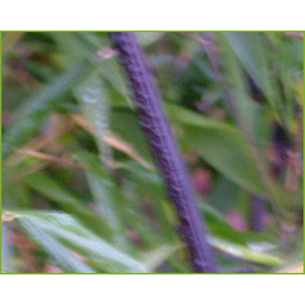 Phyllostachys nigra (35lt)