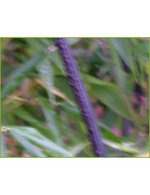 Phyllostachys nigra (35lt)
