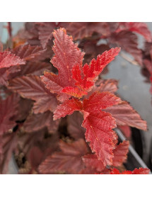 Physocarpus opulifolius Little Angel (4.5lt)