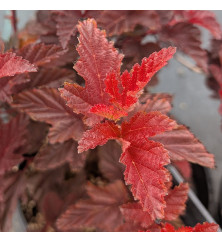 Physocarpus opulifolius Little Angel (4.5lt)