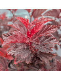 Physocarpus opulifolius Little Angel (4.5lt)