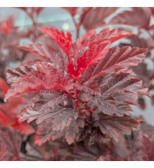 Physocarpus opulifolius Little Angel (4.5lt)