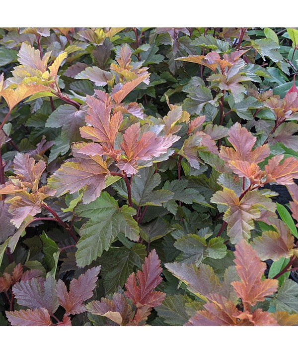 Physocarpus opulifolius Magic Balls (4.5lt)