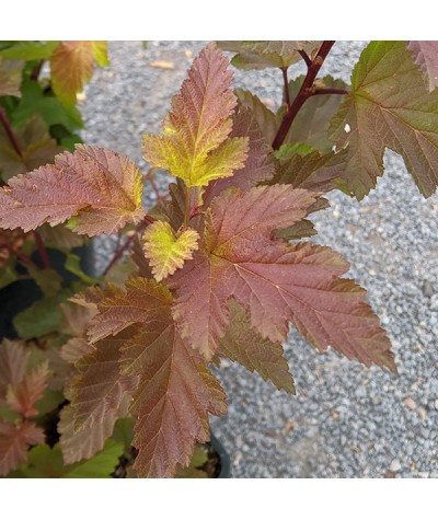 Physocarpus opulifolius Magic Balls (4.5lt)